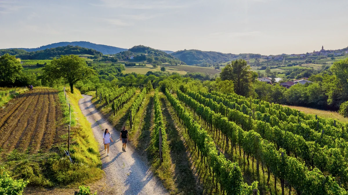Vinogradi in vinske ceste Štajerske